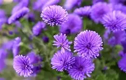 نایاب‌ترین رنگ جهان در طبیعت را بشناسید