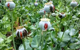 کشت تریاک در ایران بحرانی شد