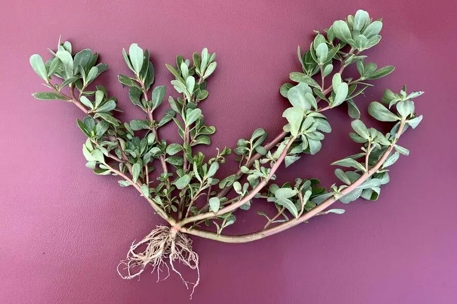 این سبزی درمان قند خون و ۹۹ درد است!

