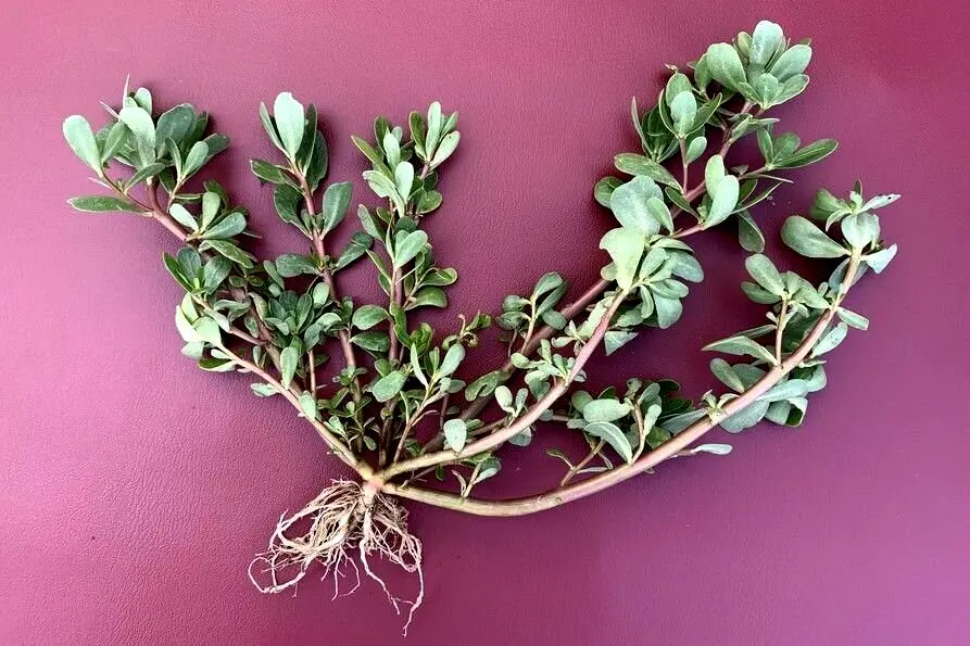 این سبزی درمان قند خون و ۹۹ درد است!

