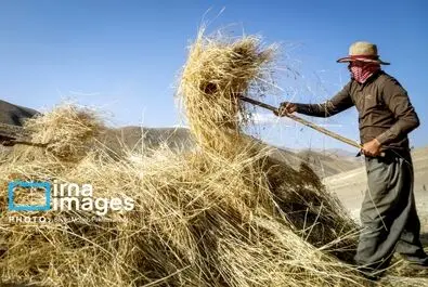گندم گندمکاران قیمت گندم