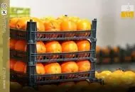 پرتغال نخوریم؟ ماجرای پرتقال سمی و رنگی در ایران+فیلم