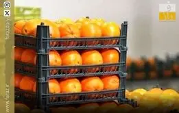 پرتغال نخوریم؟ ماجرای پرتقال سمی و رنگی در ایران+فیلم