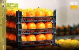 پرتغال نخوریم؟ ماجرای پرتقال سمی و رنگی در ایران+فیلم