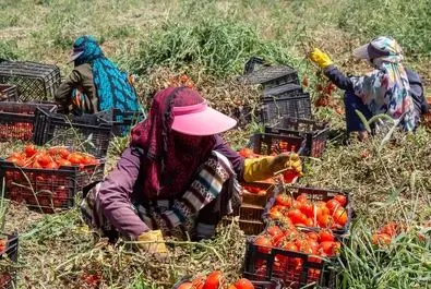  زنان کارگر در زمین‌های کشاورزی