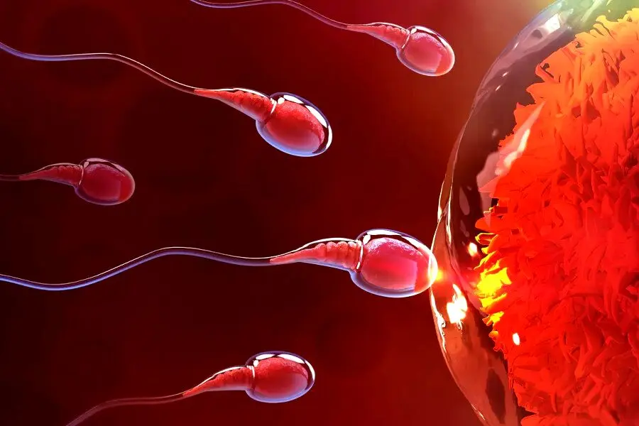 یک شغل عجیب/درآمد میلیونی با فروش اسپرم و تخمک
