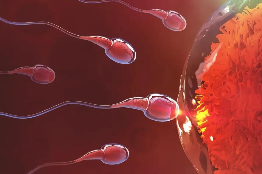 یک شغل عجیب/درآمد میلیونی با فروش اسپرم و تخمک