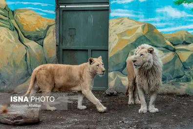 شیرهای سفید پارک چمران به دنیا آمدند