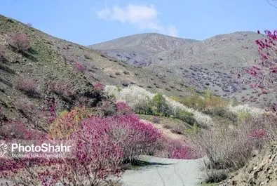 دره ارغوان