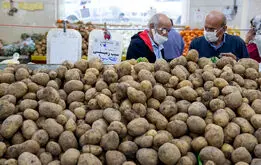 سیب زمینی ارزان می‌شود