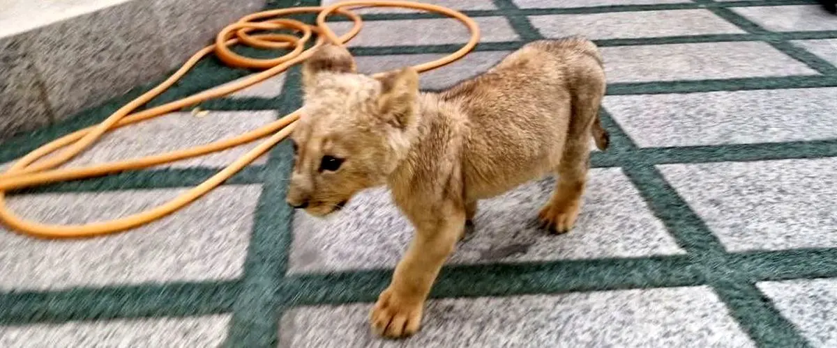 کشف یک قلاده شیر و مارهای سمی در تهران