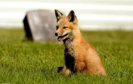 روباهی که مهمان خانه روستاییان شد +فیلم