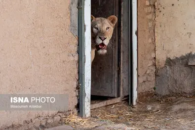 شیرهای سفید پارک چمران به دنیا آمدند