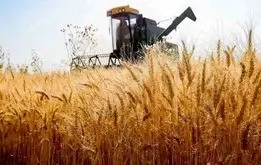 خبر فوری /قیمت گندم ؛  فرمول تعیین نرخ خرید تضمینی گندم سال زراعی ۱۴۰۴-۱۴۰۵