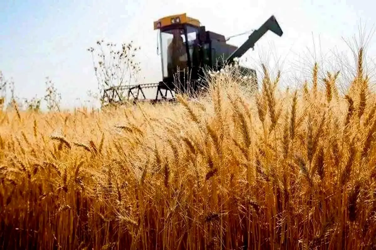 خبر فوری /قیمت گندم ؛  فرمول تعیین نرخ خرید تضمینی گندم سال زراعی ۱۴۰۴-۱۴۰۵