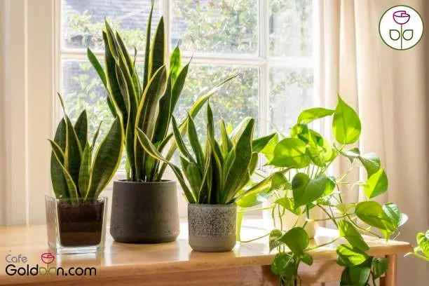 راز نگهداری سانسوریا مقاوم ترین گیاه آپارتمانی!