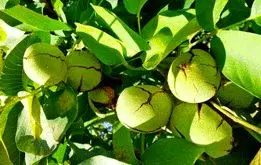 درخت گردوی ژنوتیپ چند کیلو باردهی دارد؟