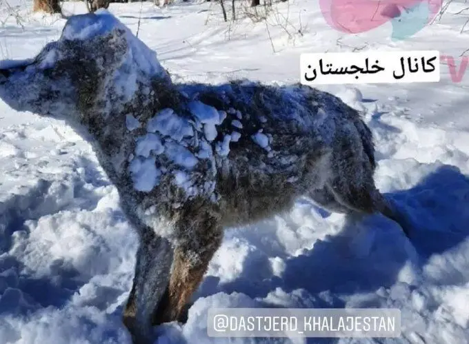 حمله وحشیانه گرگ‌ها به اهالی یک روستا
