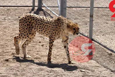 یوزپلنگ ایرانی  ایران خانم