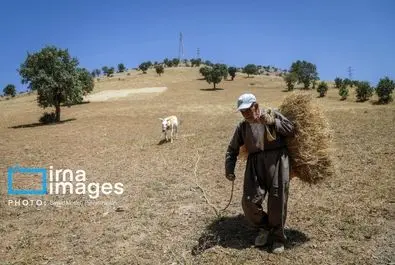 گندم گندمکاران قیمت گندم