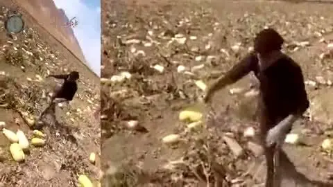حمله وحشتناک افغان‌ها به مزرعه کشاورز ایرانی

