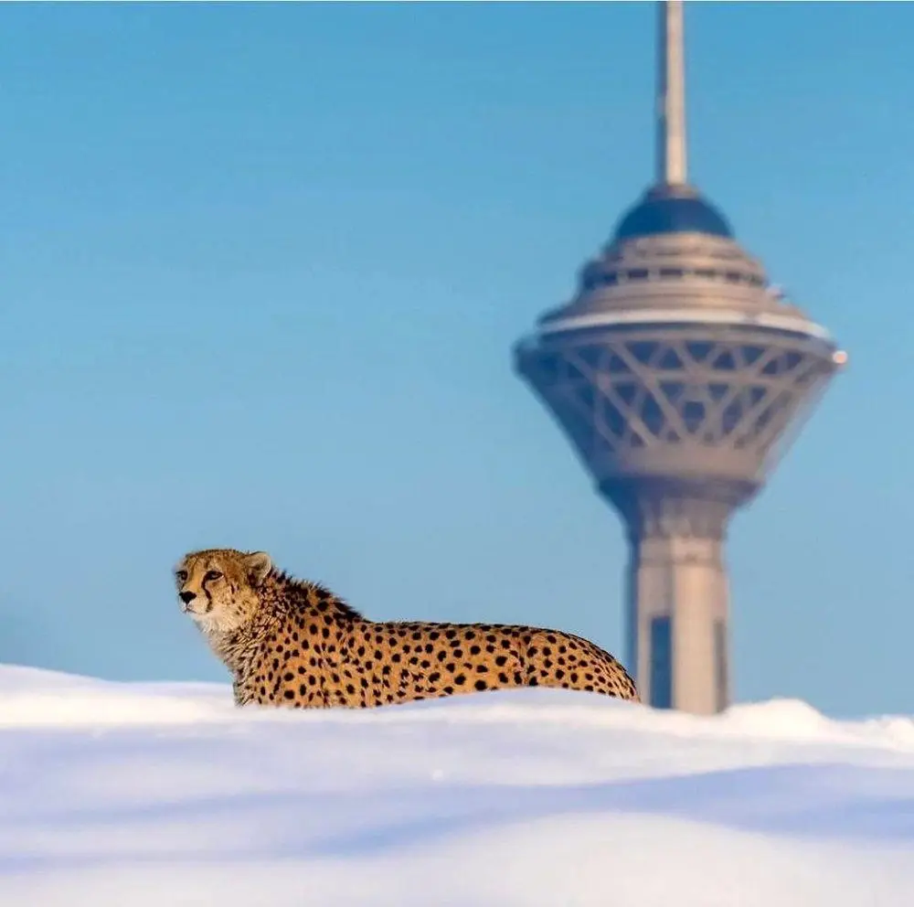 تصمیم جدید برای طعمه یوزها در ایران