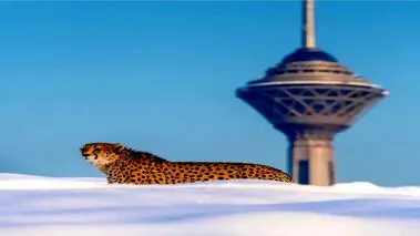 تصمیم جدید برای طعمه یوزها در ایران