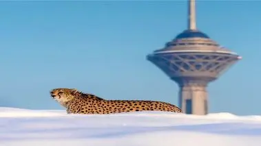 تصمیم جدید برای طعمه یوزها در ایران
