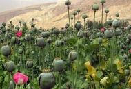 مجوز دولت برای کاشت خشخاش در ایران + فیل