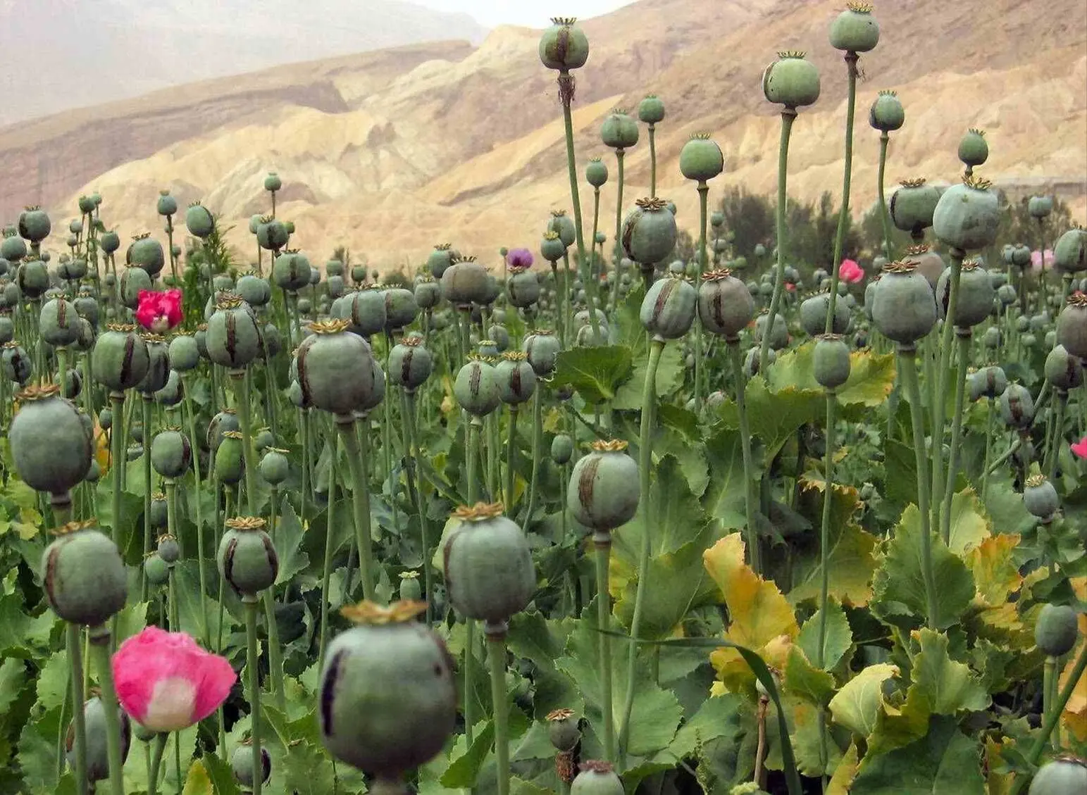 مجوز دولت برای کاشت خشخاش در ایران + فیل