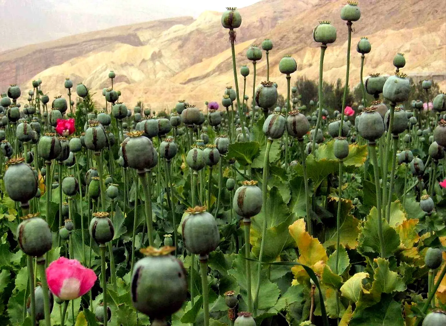مجوز دولت برای کاشت خشخاش در ایران + فیل