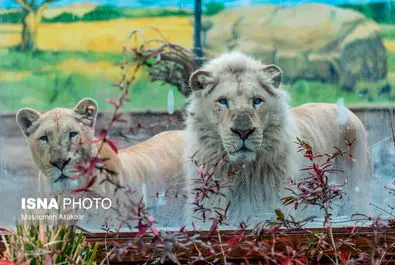 شیرهای سفید پارک چمران به دنیا آمدند