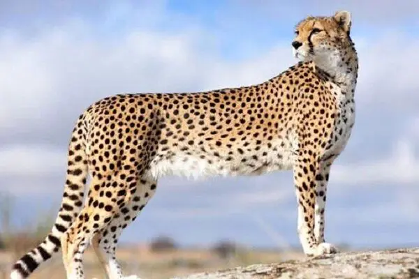 از ایران خانم، مادر پیروز چه خبر؟