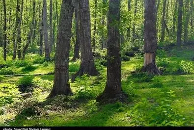 درختان هیرکانی مازندارن در مسیر نابودی