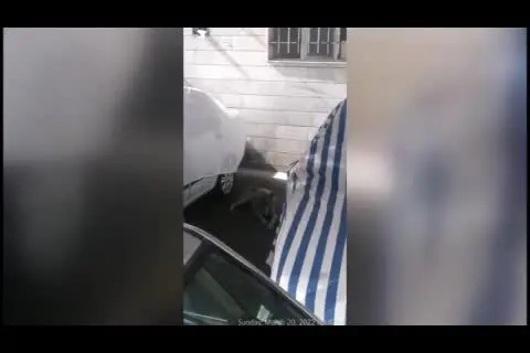 جولان یک قلاده گرگ در خیابان‌های تهران