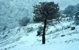 برف شدید در سردشت؛ خودروها زیر برف دفن شدند +فیلم