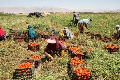  زنان کارگر در زمین‌های کشاورزی