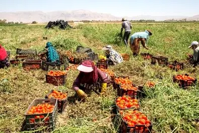  زنان کارگر در زمین‌های کشاورزی