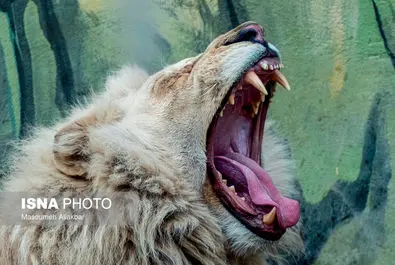 شیرهای سفید پارک چمران به دنیا آمدند