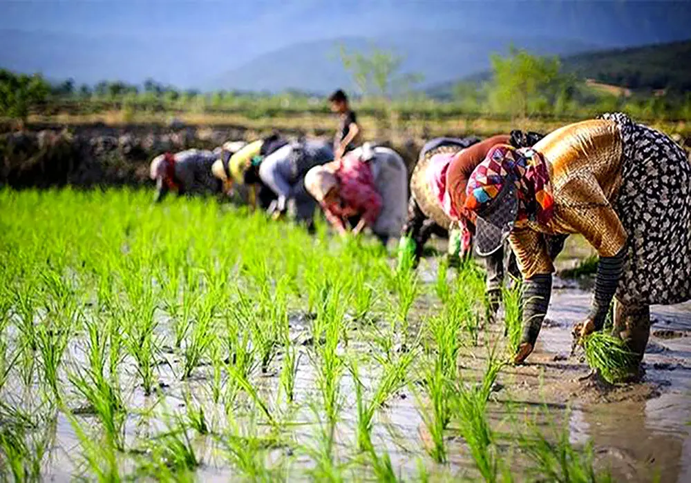برنج جهانی در آستانه گرانی؛ بازار برنج ایران بالا می‌رود؟