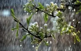 امواج رگبار به ایران می آیند