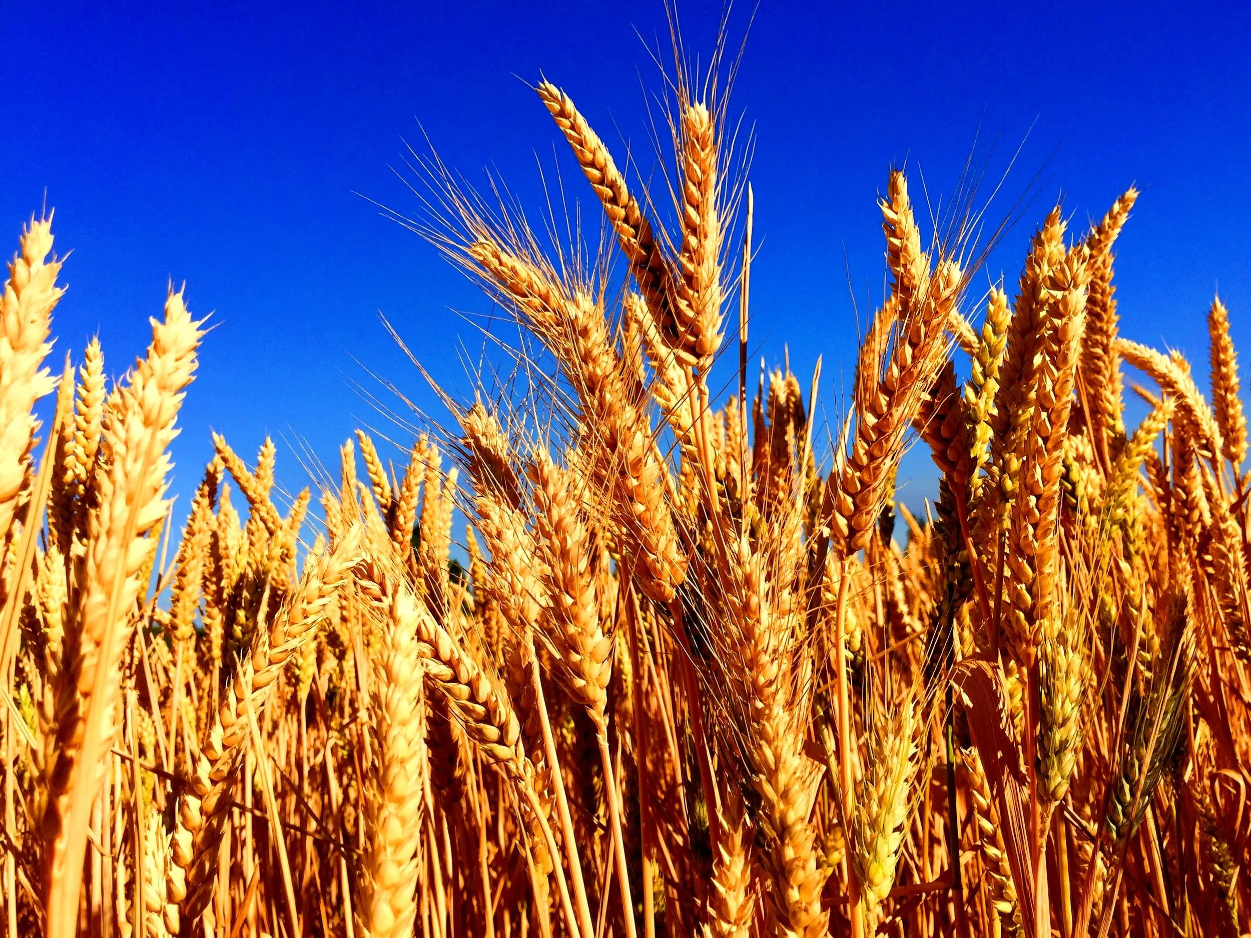 خبر خوب برای کشاورزان /دستور رئیسی برای بررسی اصلاح قیمت گندم