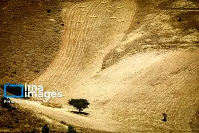 گندم گندمکاران قیمت گندم