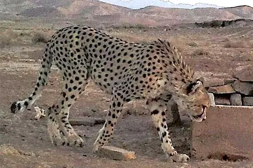 حضور خانواده یوزپلنگ تلف‌شده در محل تصادف