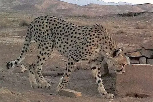 حضور خانواده یوزپلنگ تلف‌شده در محل تصادف