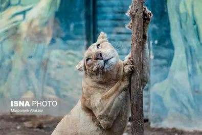 شیرهای سفید پارک چمران به دنیا آمدند