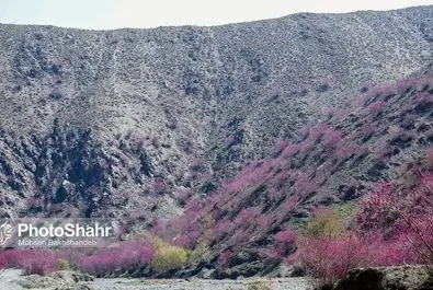 دره ارغوان