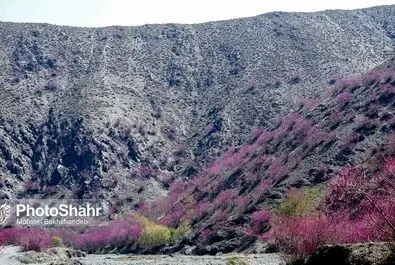 دره ارغوان
