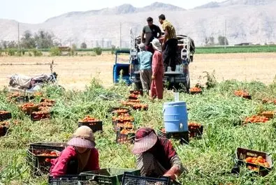  زنان کارگر در زمین‌های کشاورزی