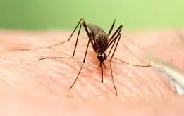 هشدار جدی درباره شیوع تب دنگی در ایران